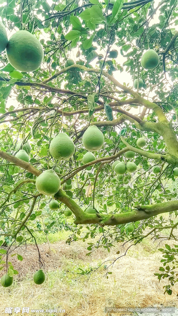 树上的青柚