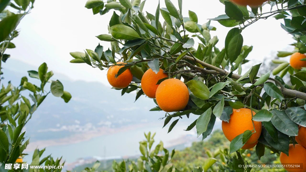 脐橙