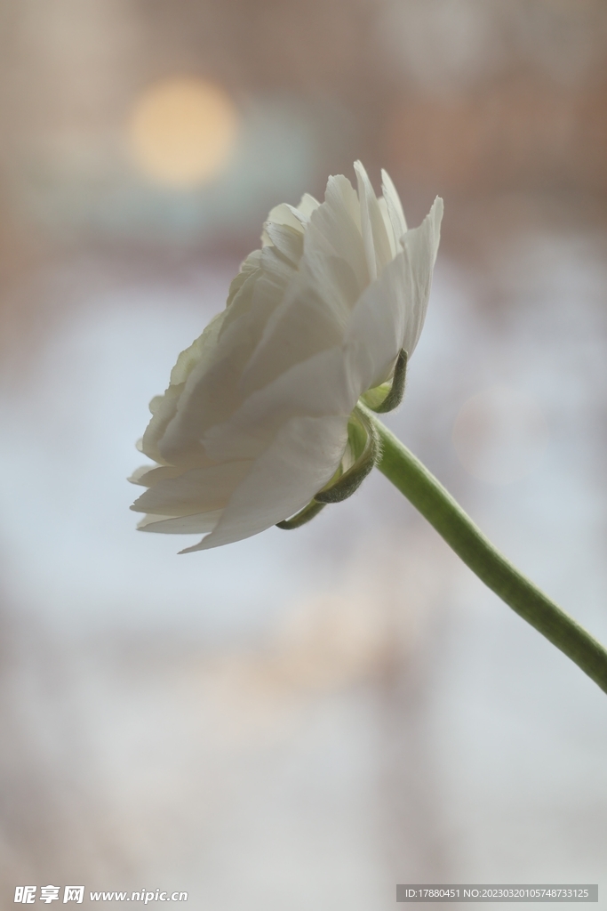 梅花草