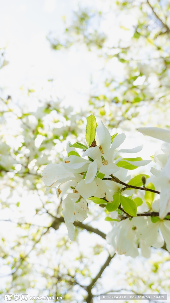 鲜花
