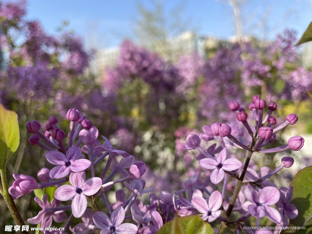 丁香花