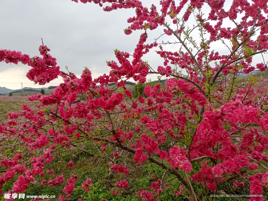 鲜花