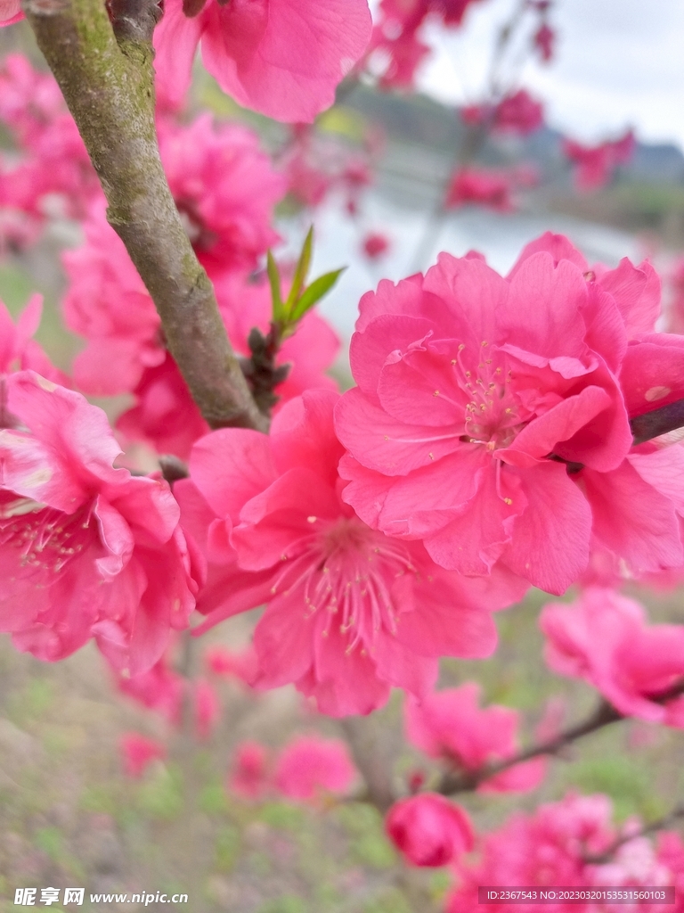 鲜艳的花朵