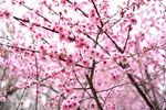 桃树桃花图片