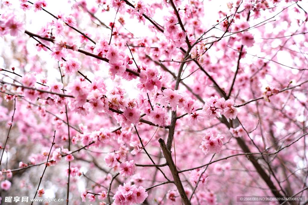 桃树桃花图片