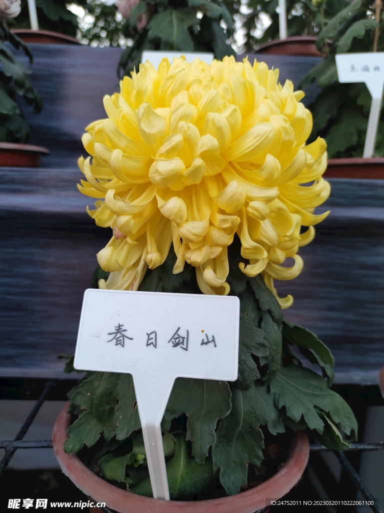 菊花