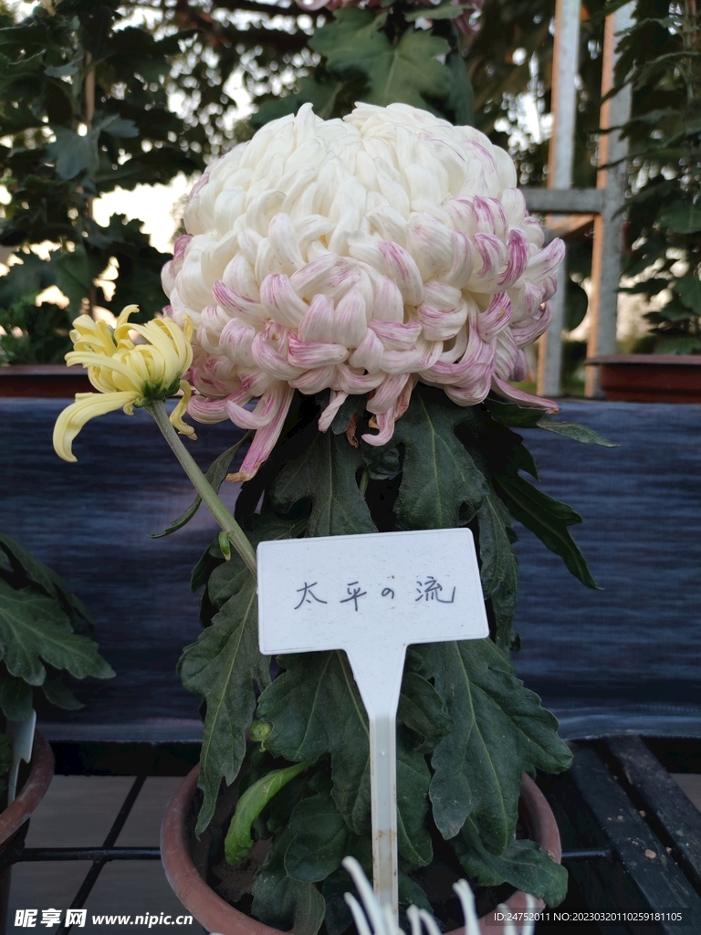 菊花