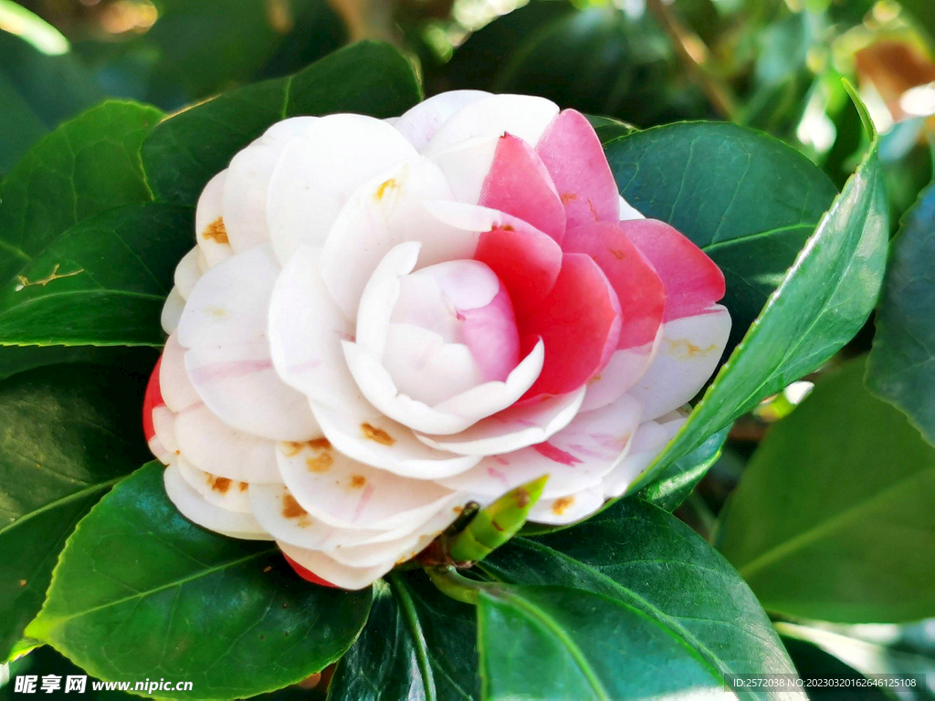 山茶花开