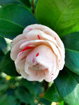 山茶花开