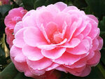 山茶花开