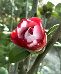 山茶花开