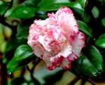 山茶花开