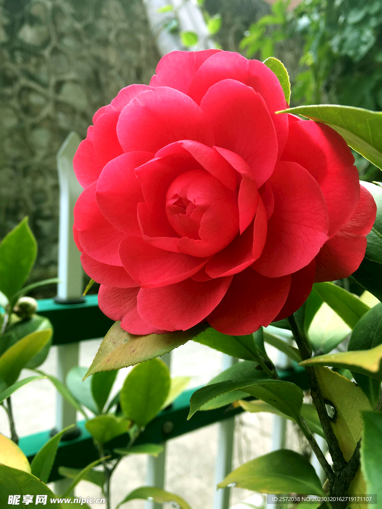 山茶花开