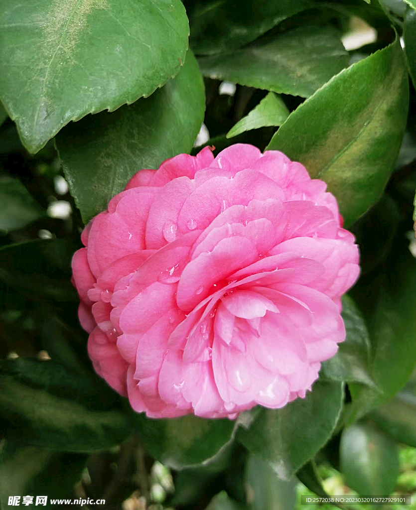 山茶花开