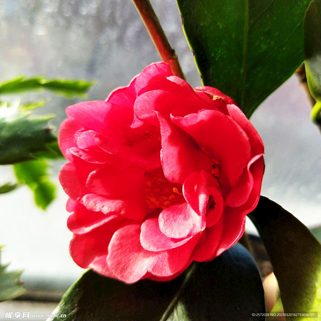 山茶花开