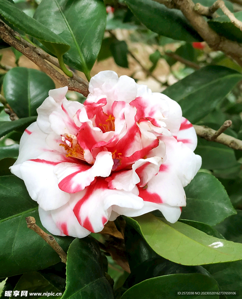 山茶花开
