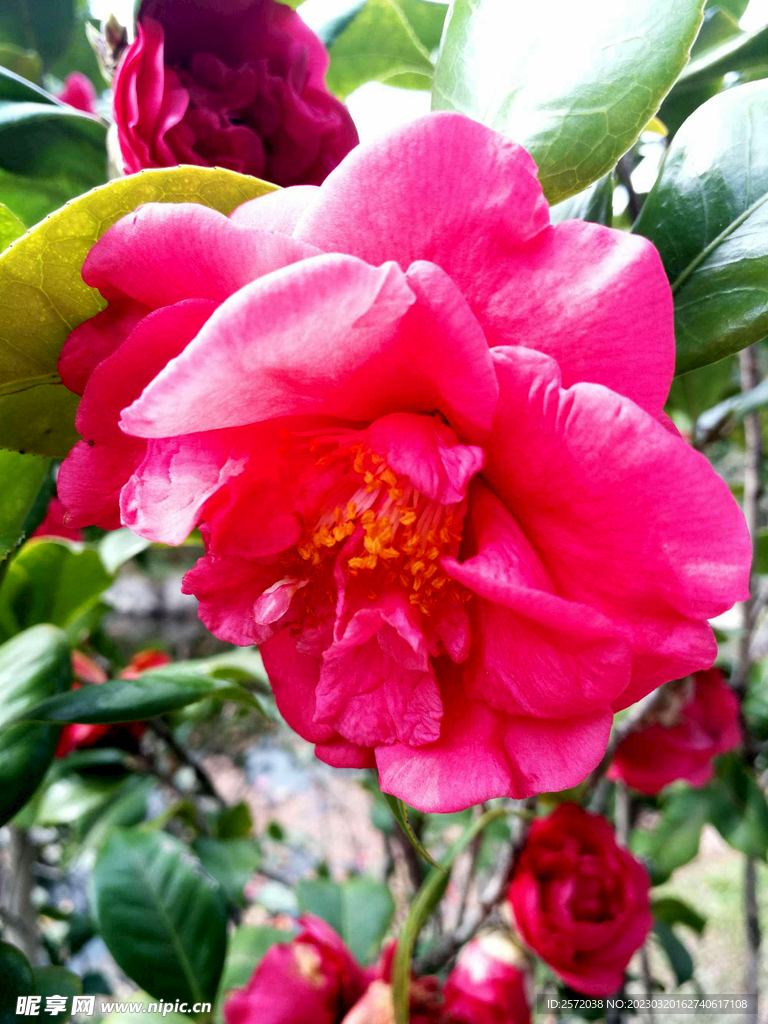 山茶花开