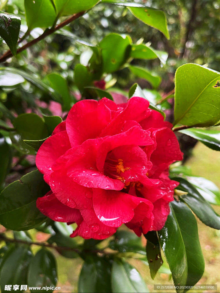 山茶花开