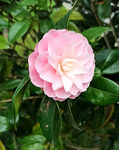 山茶花开