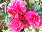 山茶花开