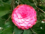 山茶花开