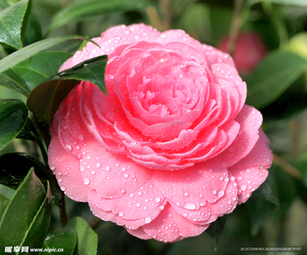 山茶花开