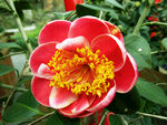 山茶花开