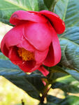 山茶花开