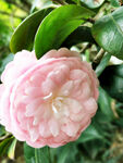 山茶花开