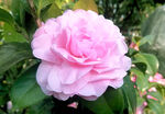 山茶花开
