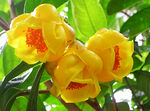 山茶花开