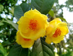 山茶花开