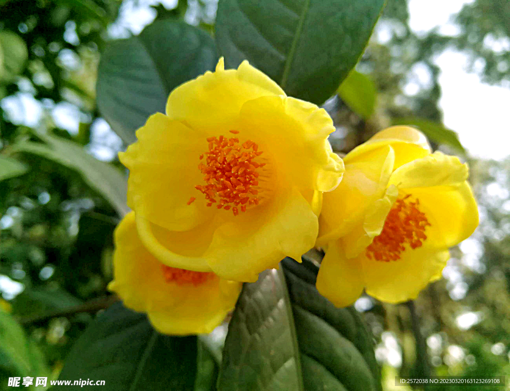 山茶花开