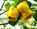 山茶花开