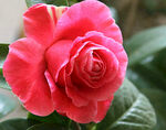 山茶花开