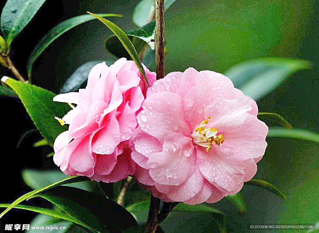 山茶花开