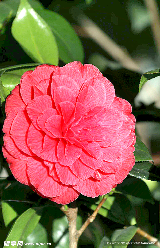 山茶花开