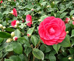 山茶花开