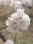 杏花