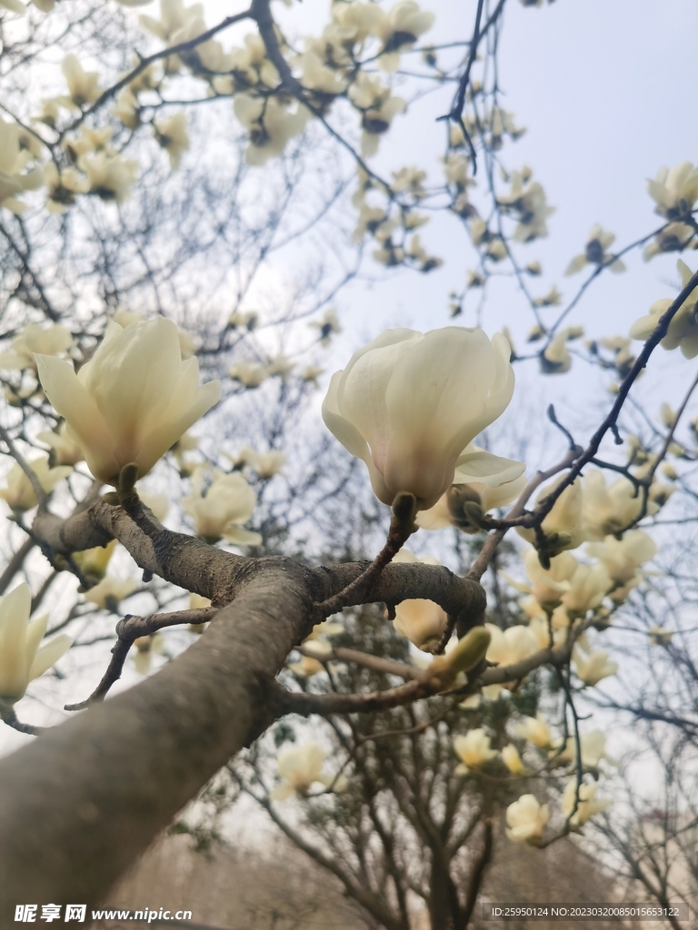 玉兰花