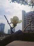玉兰花