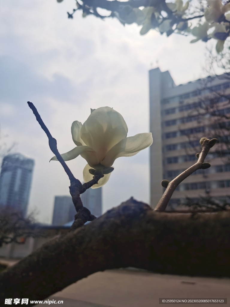 玉兰花