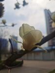 玉兰花