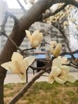 玉兰花