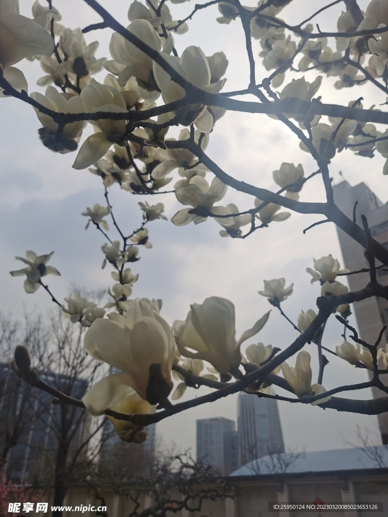 玉兰花