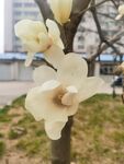 玉兰花