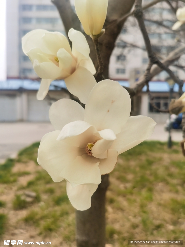 玉兰花