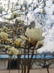 玉兰花