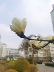 玉兰花