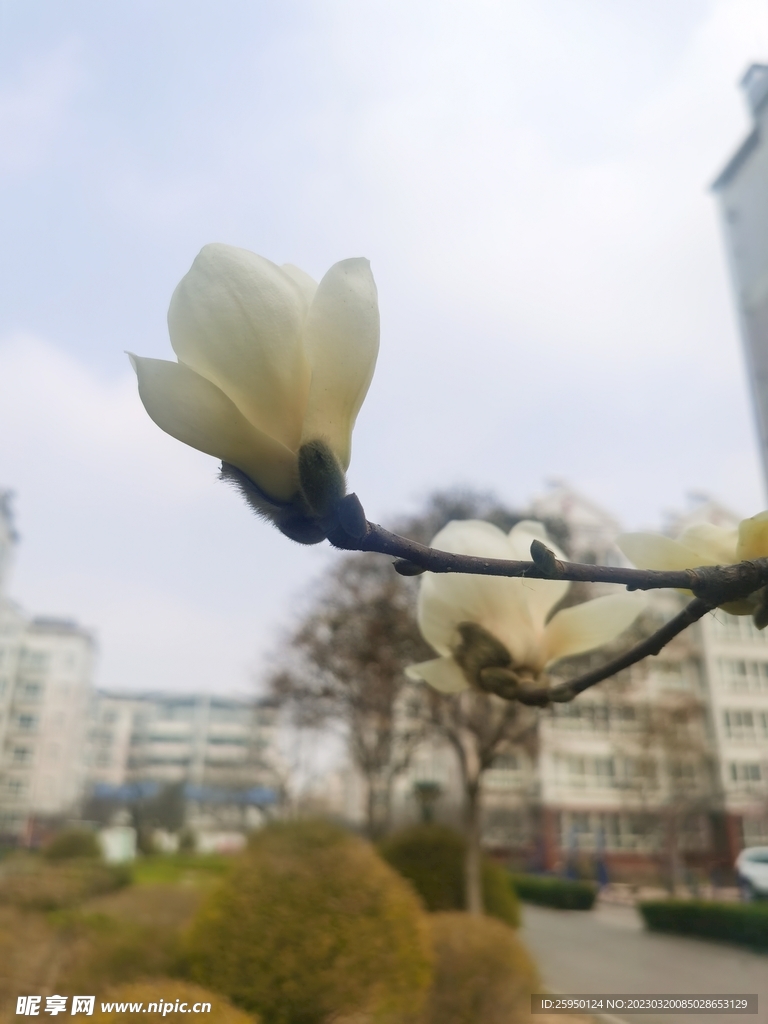 玉兰花